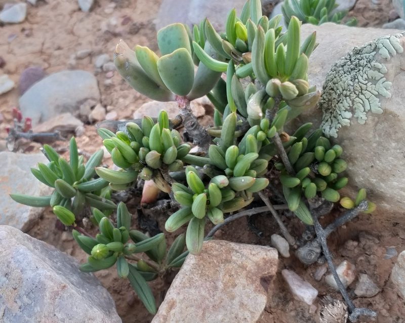 Senecio abbreviatus, photographed by kevin koen