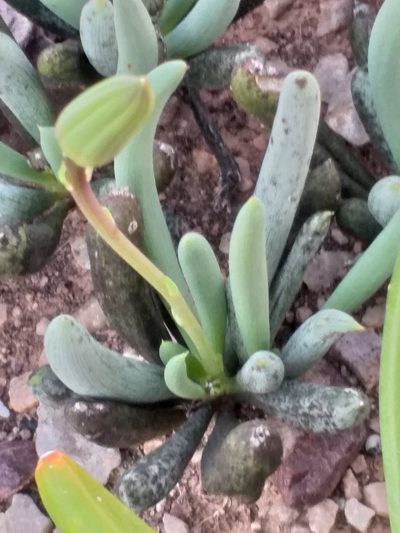 Senecio acaulis, photographed by kevin koen