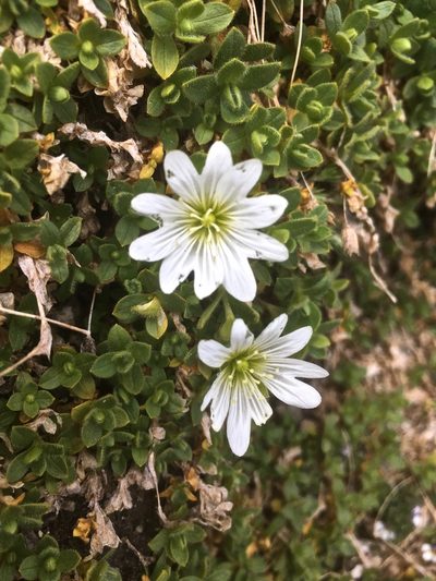 Cerastium uniflorum, photographed by Karsten Rohweder