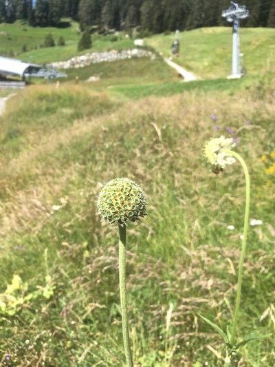 Cephalaria alpina, photographed by Karsten Rohweder
