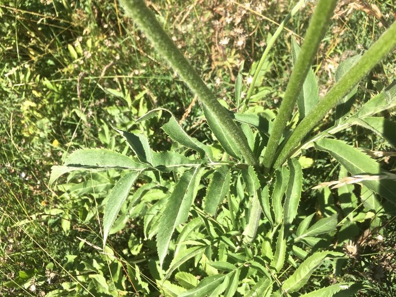 Cephalaria alpina, photographed by Karsten Rohweder