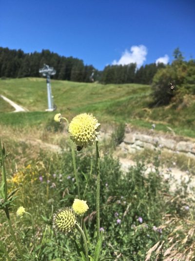 Cephalaria alpina, photographed by Karsten Rohweder