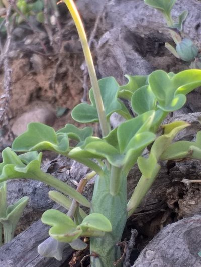 Curio articulatus, photographed by kevin koen