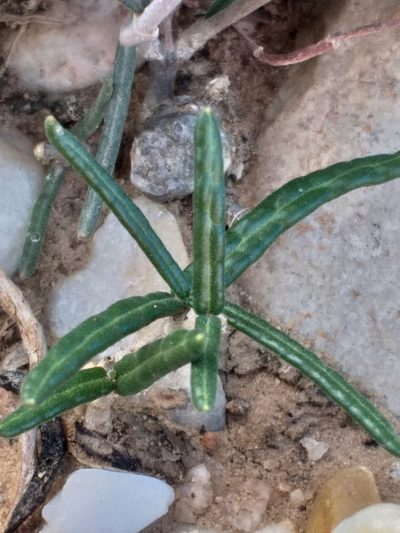 Fockea comaru, photographed by kevin koen
