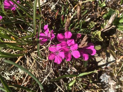 Dianthus glacialis, photographed by Karsten Rohweder