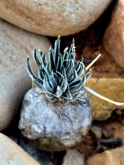 Nicipe sardienii, photographed by kevin koen