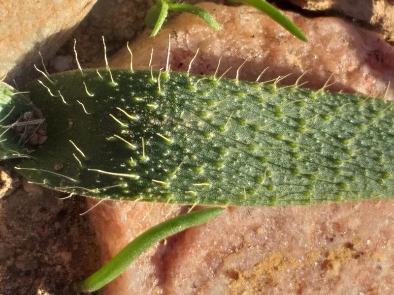 Lachenalia comptonii, photographed by kevin koen