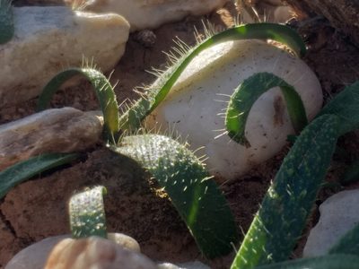 Lachenalia comptonii, photographed by kevin koen
