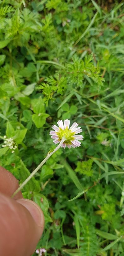 Sabazia multiradiata, photographed by Eugenio Padilla