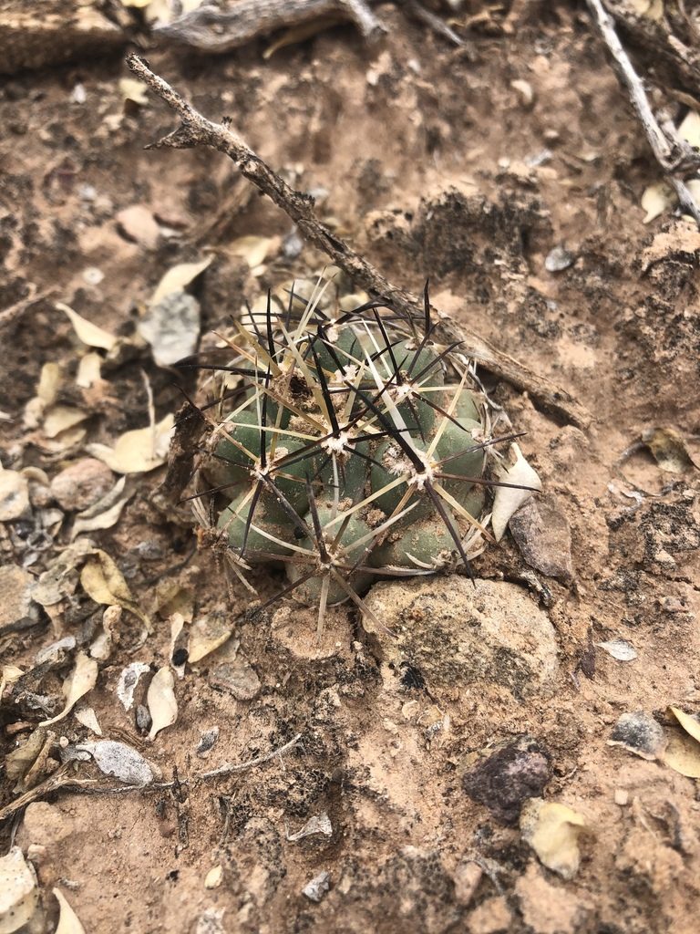 Sclerocactus glaucus, photographed by Jared Shorma