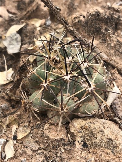 Sclerocactus glaucus, photographed by Jared Shorma