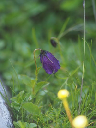 Campanula pulla, photographed by carnifex