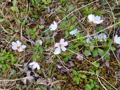 Claytonia sarmentosa, photographed by Syd Cannings