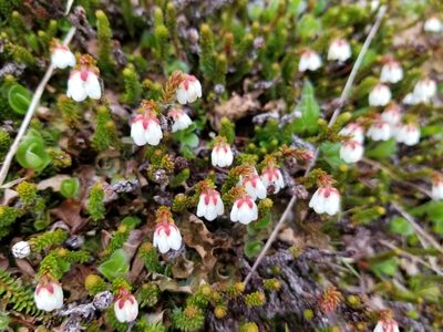 Harrimanella stelleriana, photographed by Syd Cannings