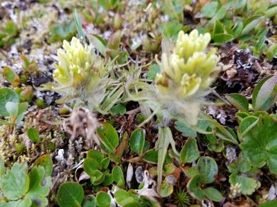 Castilleja hyperborea, photographed by Syd Cannings