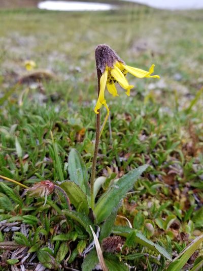 Arnica lessingii, photographed by Syd Cannings