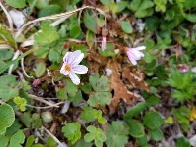 Claytonia sarmentosa, photographed by Syd Cannings