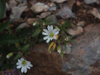 Cerastium carinthiacum, photographed by carnifex