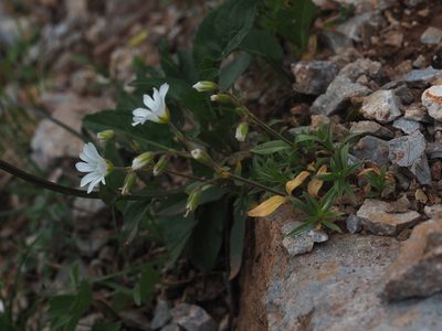 Cerastium carinthiacum, photographed by carnifex