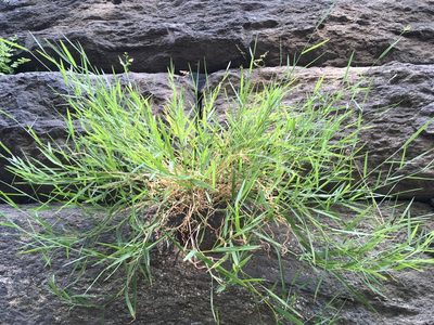 Muhlenbergia schreberi, photographed by Daniel Atha