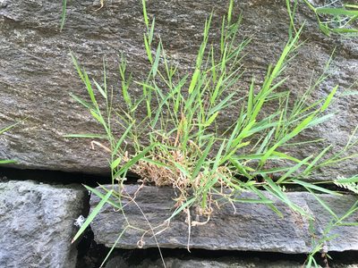 Muhlenbergia schreberi, photographed by Daniel Atha