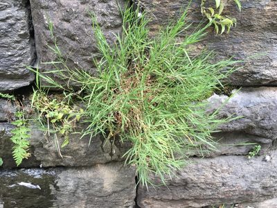 Muhlenbergia schreberi, photographed by Daniel Atha