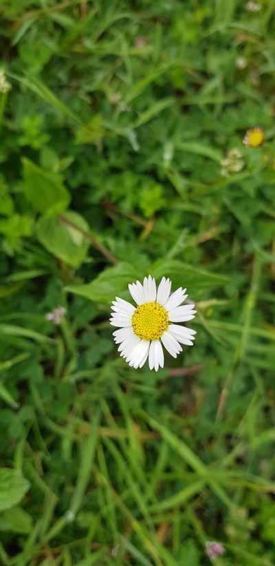 Sabazia multiradiata, photographed by Eugenio Padilla