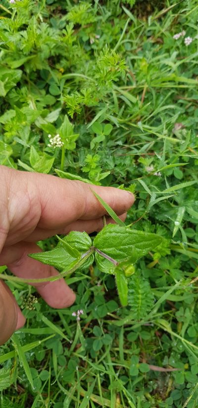 Sabazia multiradiata, photographed by Eugenio Padilla