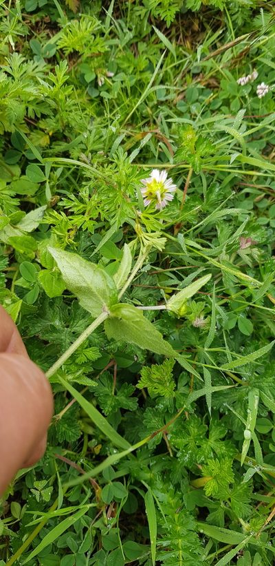 Sabazia multiradiata, photographed by Eugenio Padilla