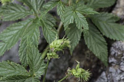 Humulus neomexicanus, photographed by Craig Martin