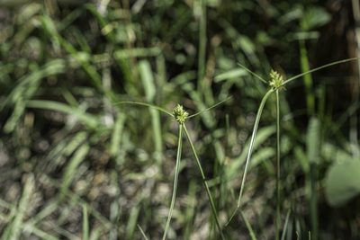 Cyperus fendlerianus, photographed by Craig Martin