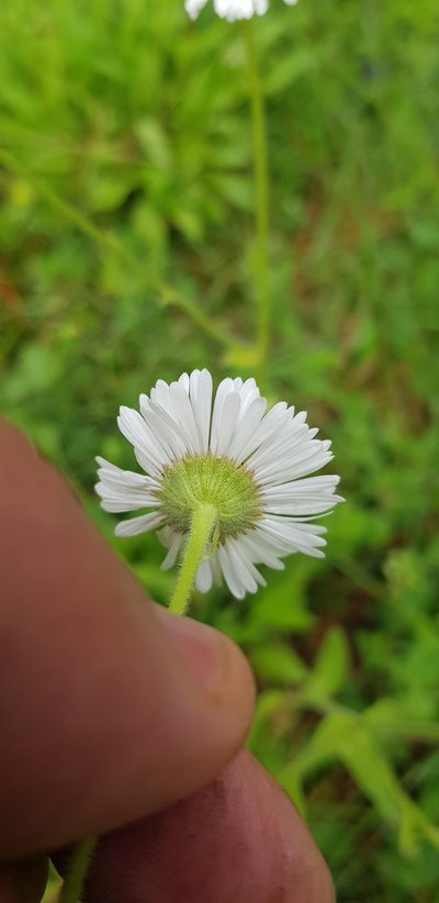 Erigeron galeottii, photographed by Eugenio Padilla