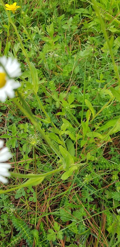 Erigeron galeottii, photographed by Eugenio Padilla