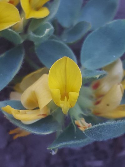 Acmispon decumbens, photographed by Alex Abair