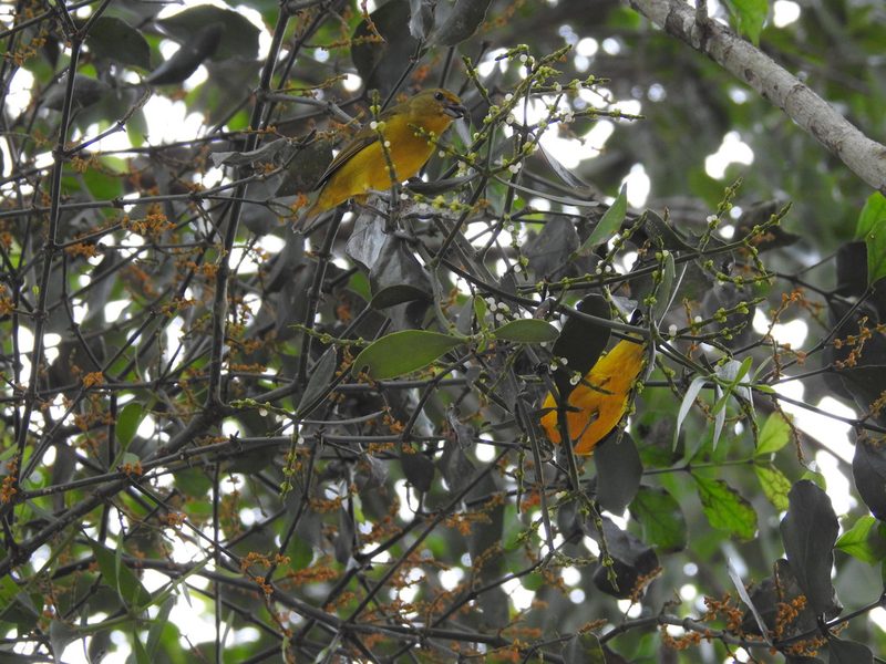 Phoradendron piperoides, photographed by B. Phalan
