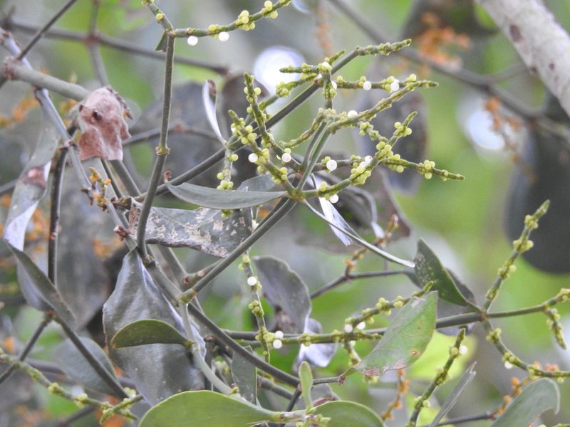 Phoradendron dipterum, photographed by B. Phalan