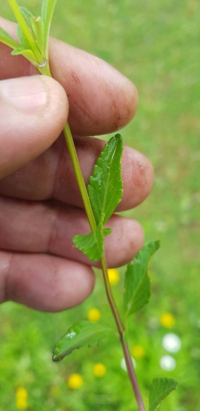 Salvia oblongifolia, photographed by Eugenio Padilla