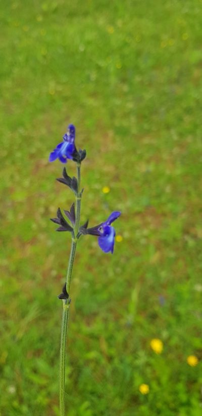 Salvia oblongifolia, photographed by Eugenio Padilla