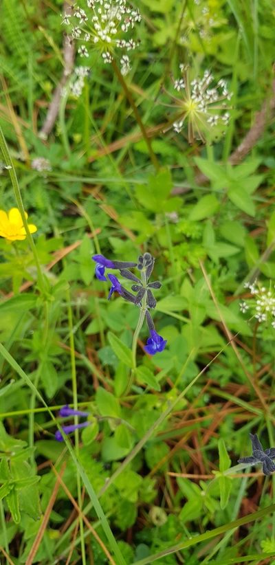 Salvia oblongifolia, photographed by Eugenio Padilla