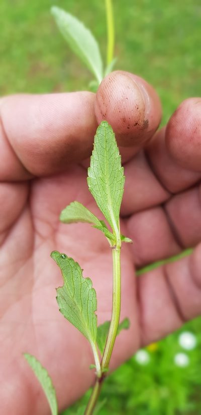 Salvia oblongifolia, photographed by Eugenio Padilla
