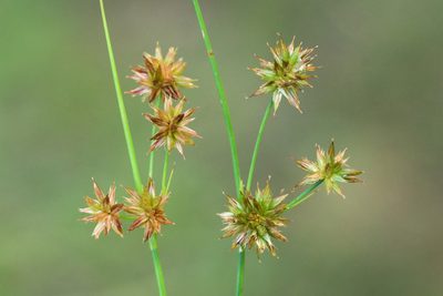 Juncus nodosus, photographed by Owen Strickland