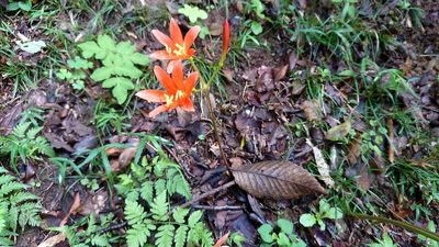 Lycoris sanguinea, photographed by WATANABE Hitoshi 渡辺仁