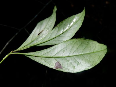 Ilex longipes, photographed by Laura Clark