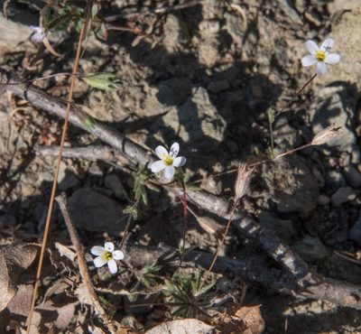 Leptosiphon bolanderi, photographed by Don Loarie