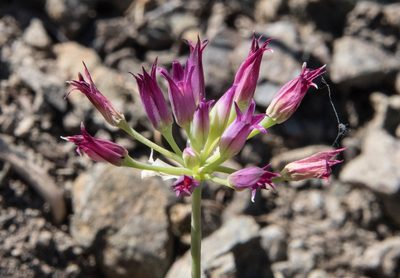 Allium bolanderi, photographed by Don Loarie