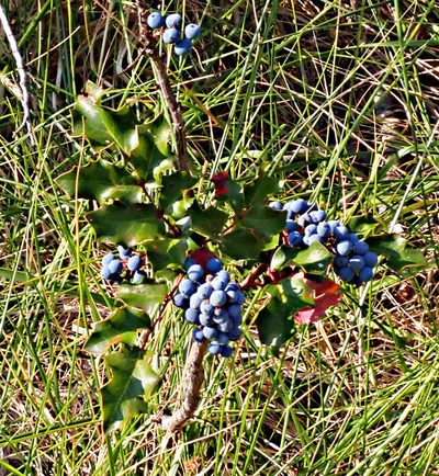 Berberis piperiana, photographed by Mike Duran