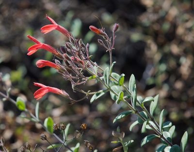 Keckiella corymbosa, photographed by Mike Duran