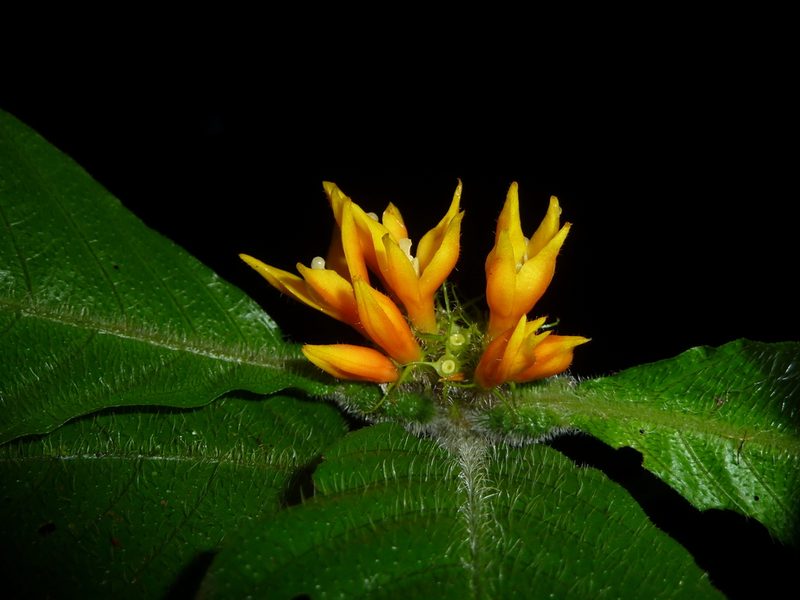 Hoffmannia limonensis, photographed by Eduardo Chacón Madrigal