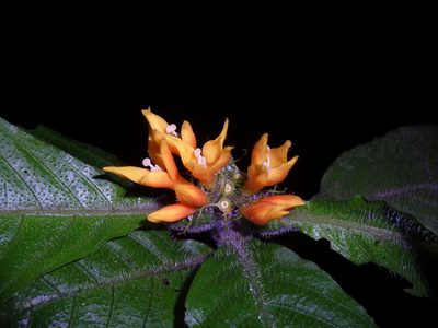 Hoffmannia limonensis, photographed by Eduardo Chacón Madrigal