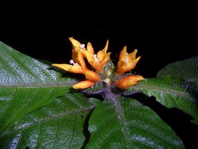 Hoffmannia limonensis, photographed by Eduardo Chacón Madrigal